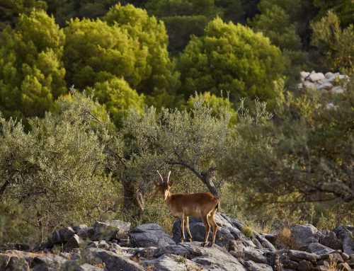 Publicado el primer borrador del Plan Nacional de Restauración de la Naturaleza